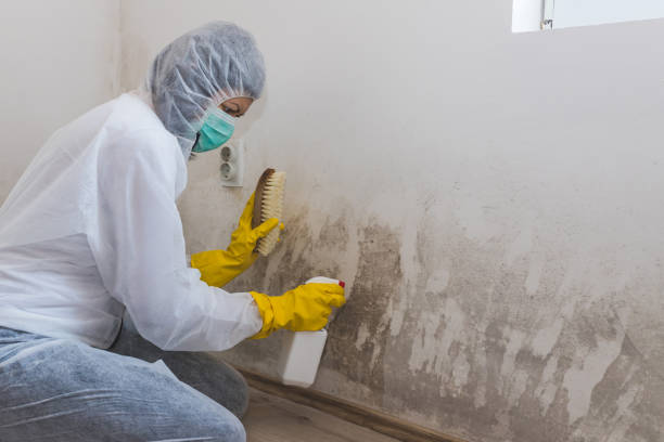 Best Mold Damage Repair  in Frankfort, IN