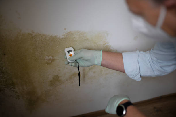 Best Residential Mold Removal  in Frankfort, IN