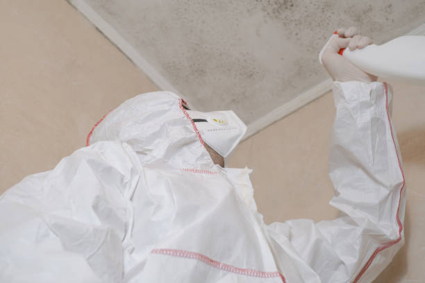 Trusted Frankfort, IN Mold Removal Experts