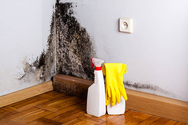 Best Black Mold Removal  in Frankfort, IN