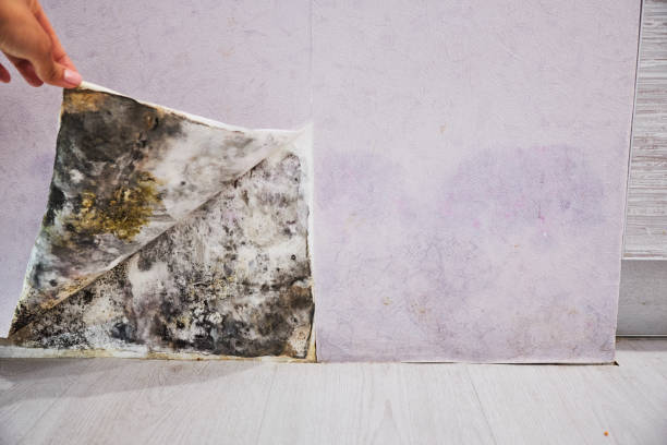 Best Certified Mold Removal  in Frankfort, IN